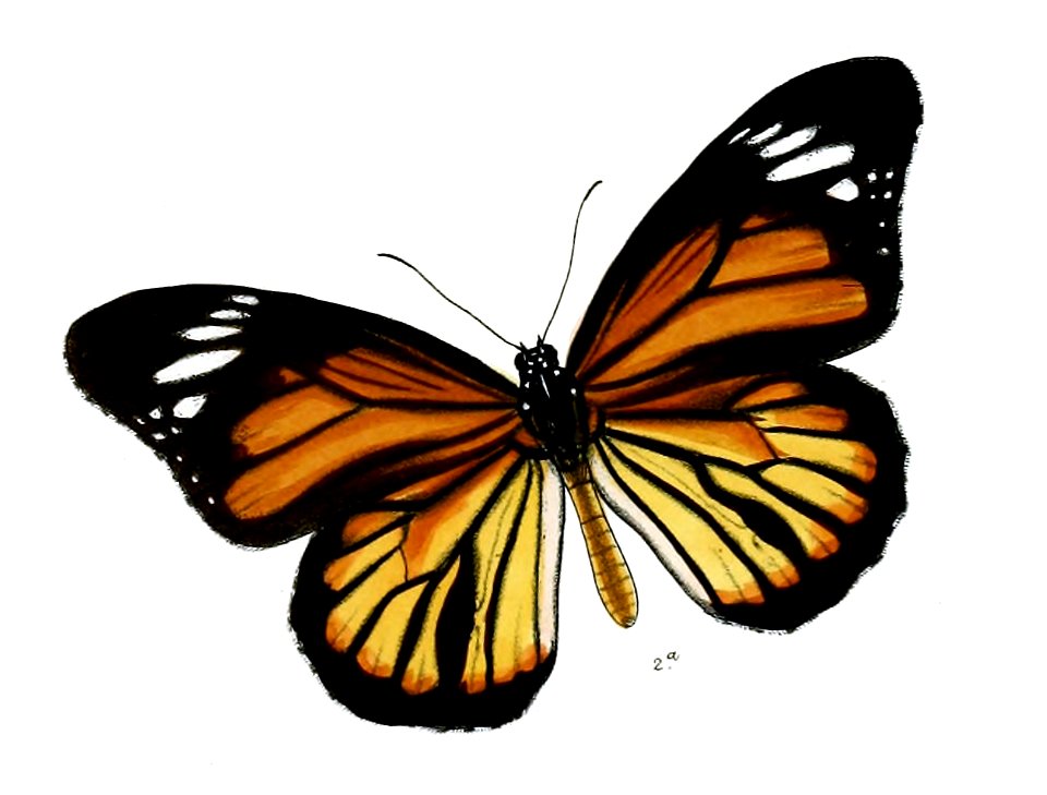 SalaturaNipalensis 10 2a