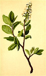 Salix myrsinites Atlas Alpenflora