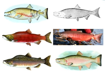 Salmon male spawning phase