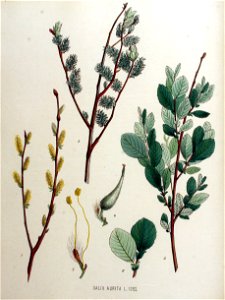 Salix aurita — Flora Batava — Volume v16