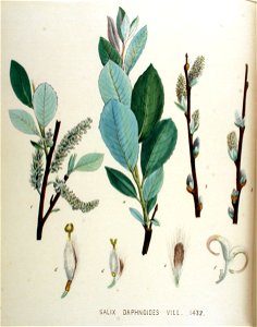 Salix daphnoides — Flora Batava — Volume v18