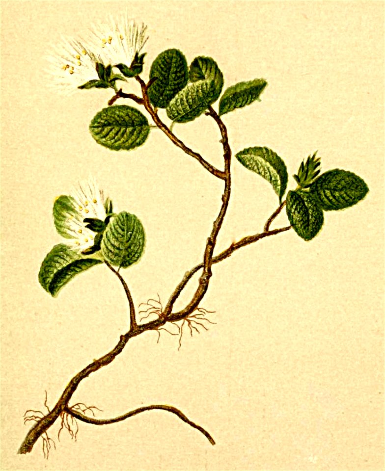 Salix herbacea Atlas Alpenflora