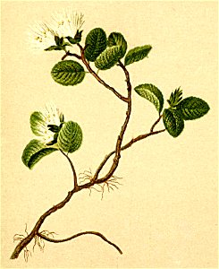 Salix herbacea Atlas Alpenflora