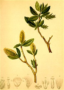 Salix waldsteiniana Atlas Alpenflora