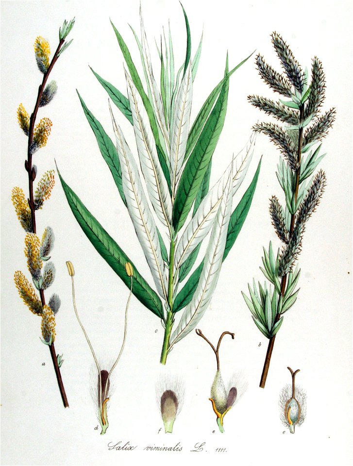 Salix viminalis — Flora Batava — Volume v14