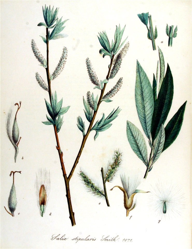 Salix stipularis — Flora Batava — Volume v14
