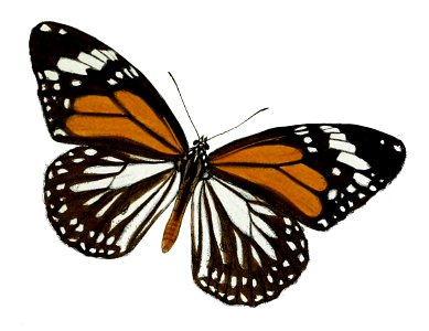 SalaturaHegesippus 11 1