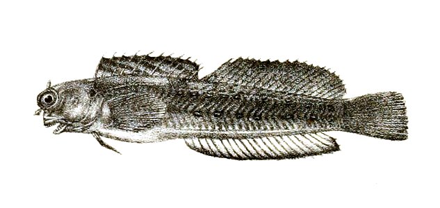 Salarias periophthalmus Ford 69
