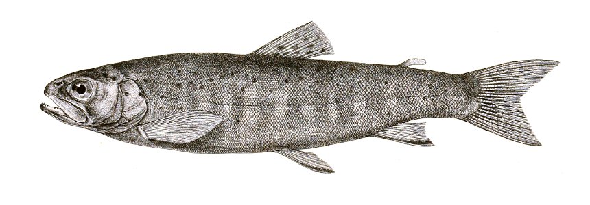 Salmo levenensis Griesbach 118