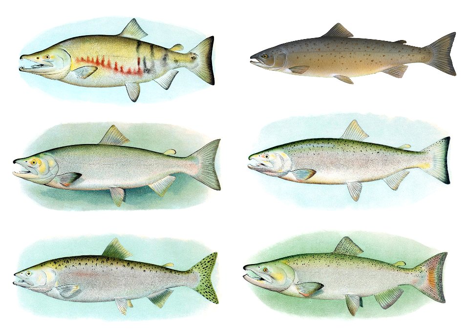 Salmon male