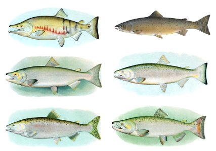 Salmon male