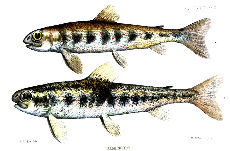 SalmonoidsBergeau