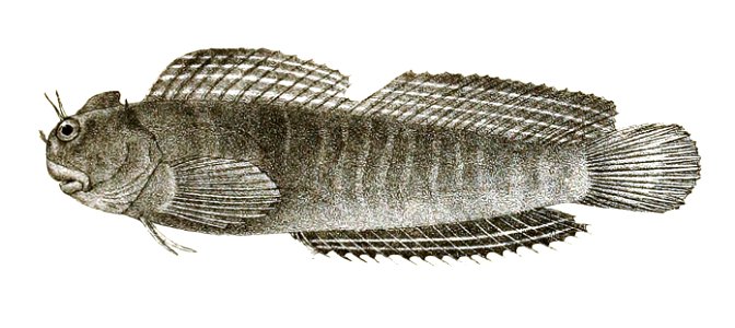 Salarias quadricornis m Ford 70