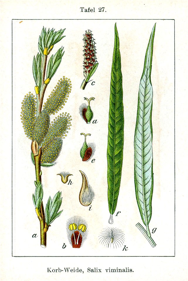 Salix viminalis Sturm27