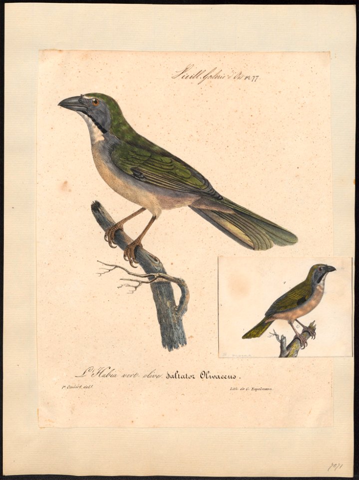 Saltator maximus - 1825-1834 - Print - Iconographia Zoologica - Special Collections University of Amsterdam - UBA01 IZ15900391