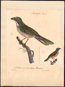 Saltator maximus - 1825-1834 - Print - Iconographia Zoologica - Special Collections University of Amsterdam - UBA01 IZ15900391