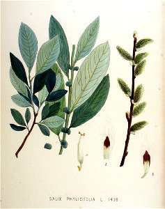 Salix phylicifolia — Flora Batava — Volume v18