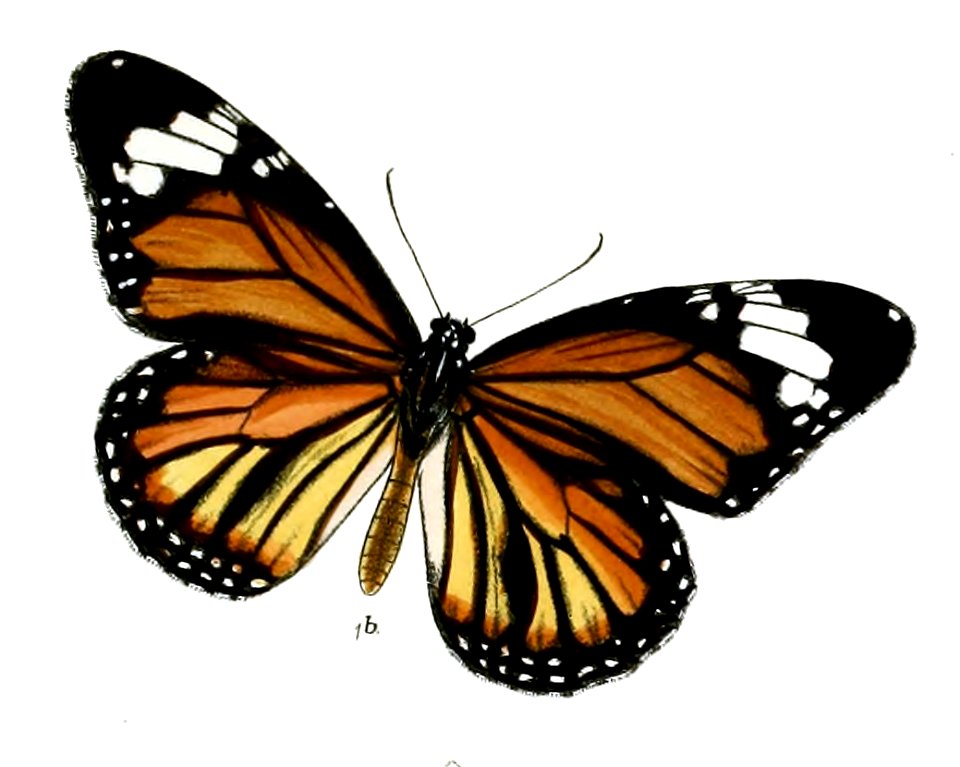 SalaturaGenutia 10 1b
