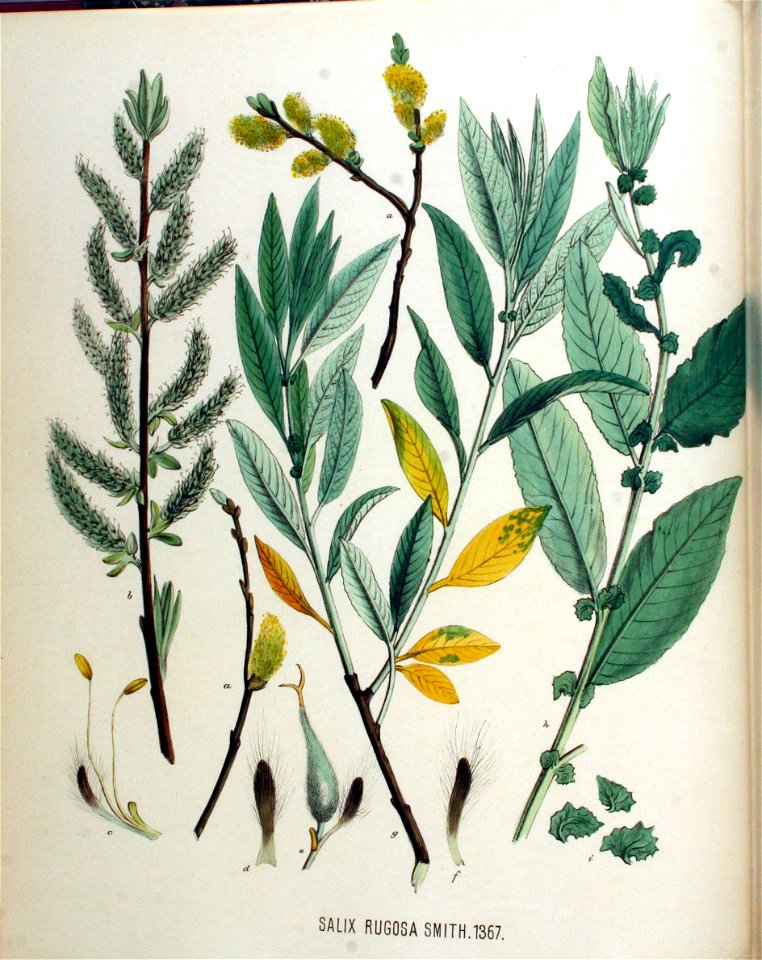 Salix rugosa — Flora Batava — Volume v18