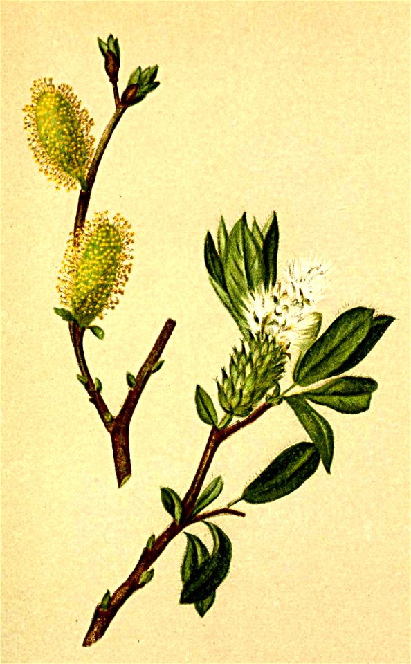 Salix helvetica Atlas Alpenflora