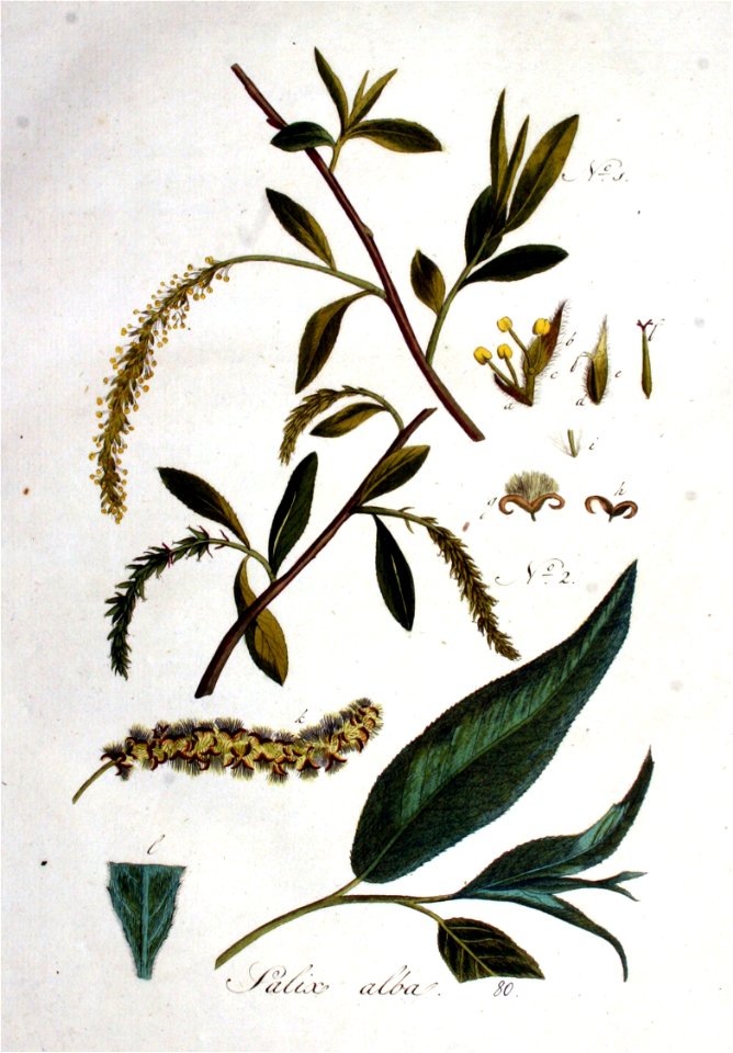 Salix alba — Flora Batava — Volume v1