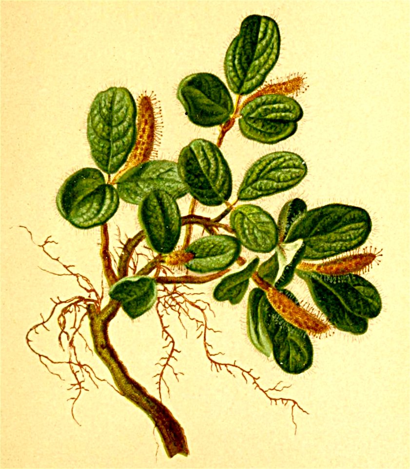 Salix reticulata Atlas Alpenflora