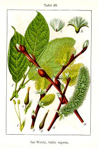 Salix caprea Sturm04028
