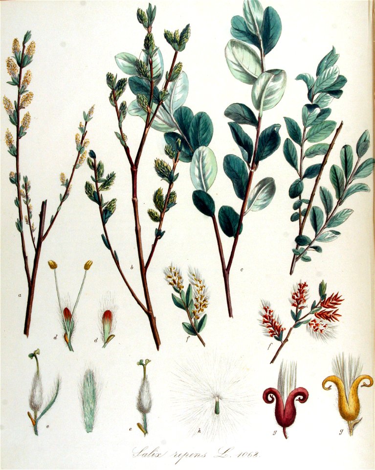 Salix repens — Flora Batava — Volume v14