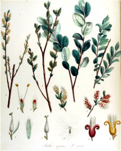 Salix repens — Flora Batava — Volume v14