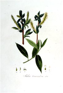Salix triandra — Flora Batava — Volume v7