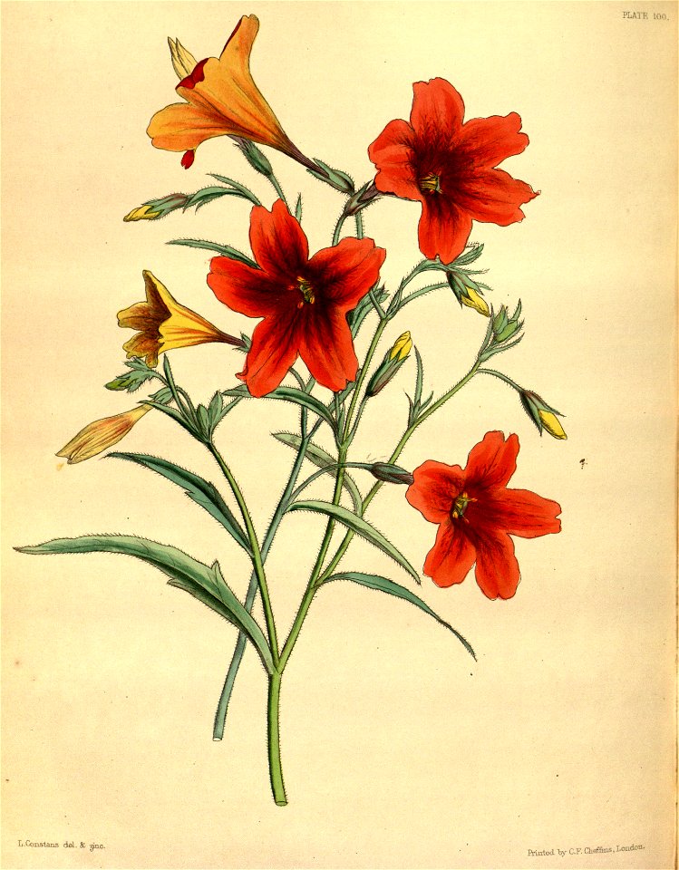 Salpiglossis sinuata Paxton 100