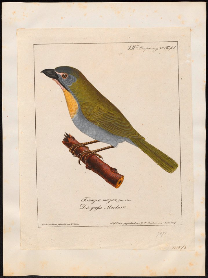 Saltator maximus - 1700-1880 - Print - Iconographia Zoologica - Special Collections University of Amsterdam - UBA01 IZ15900389