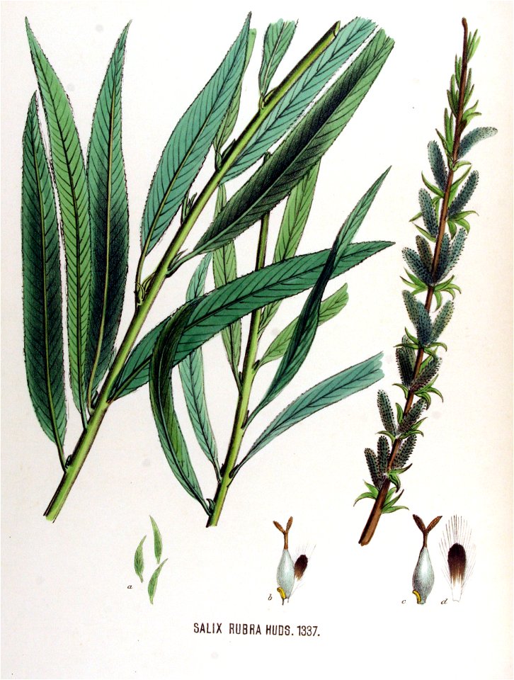 Salix rubra — Flora Batava — Volume v17