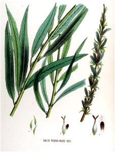 Salix rubra — Flora Batava — Volume v17