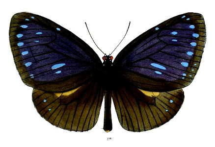 SalpinxNovaraeM 40 1a