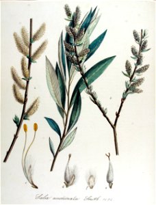 Salix acuminata — Flora Batava — Volume v14