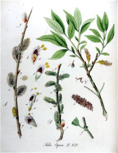 Salix caprea — Flora Batava — Volume v11