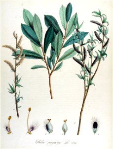 Salix purpurea — Flora Batava — Volume v14