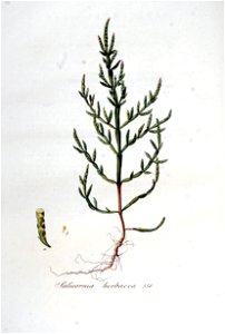 Salicornia herbaca — Flora Batava — Volume v5