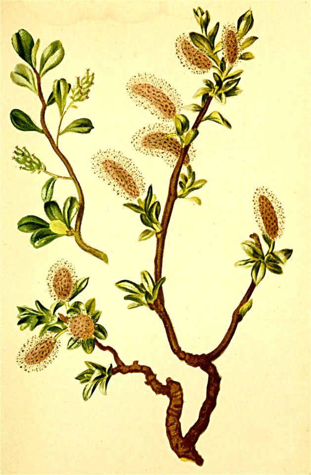 Salix retusa Atlas Alpenflora
