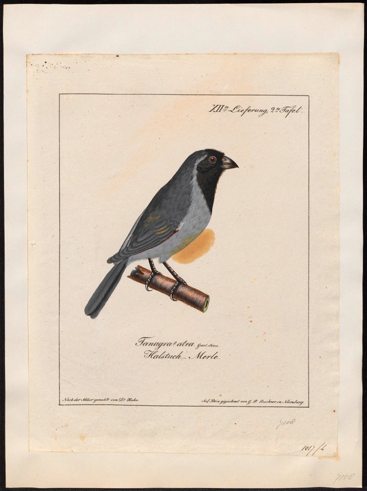 Saltator ater - 1700-1880 - Print - Iconographia Zoologica - Special Collections University of Amsterdam - UBA01 IZ15900397