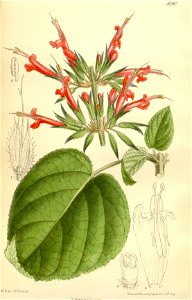 Salvia longistyla 140-8590