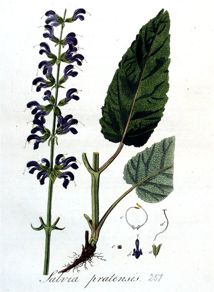 Salvia pratensis — Flora Batava — Volume v4