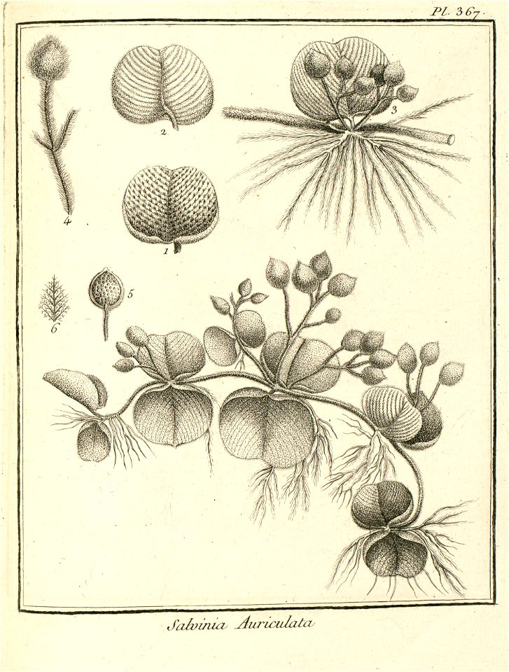 Salvinia auriculata Aublet 1775 pl 367