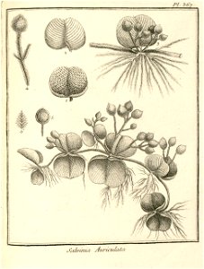 Salvinia auriculata Aublet 1775 pl 367