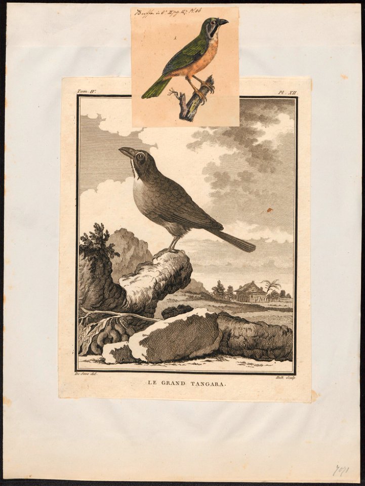 Saltator maximus - 1700-1880 - Print - Iconographia Zoologica - Special Collections University of Amsterdam - UBA01 IZ15900385