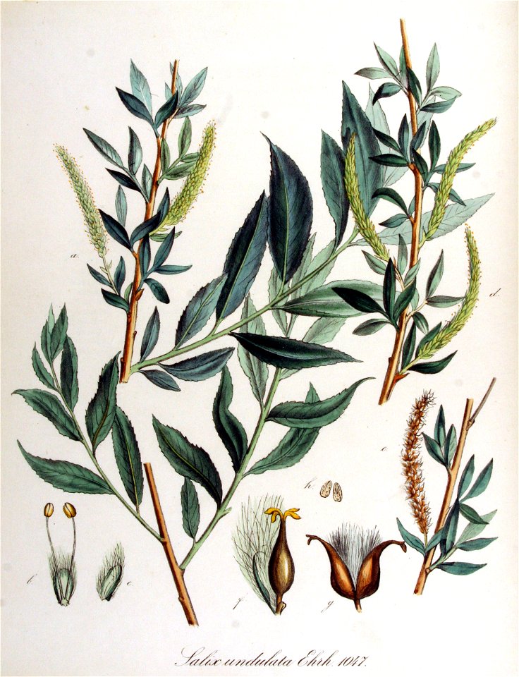 Salix undulata — Flora Batava — Volume v14
