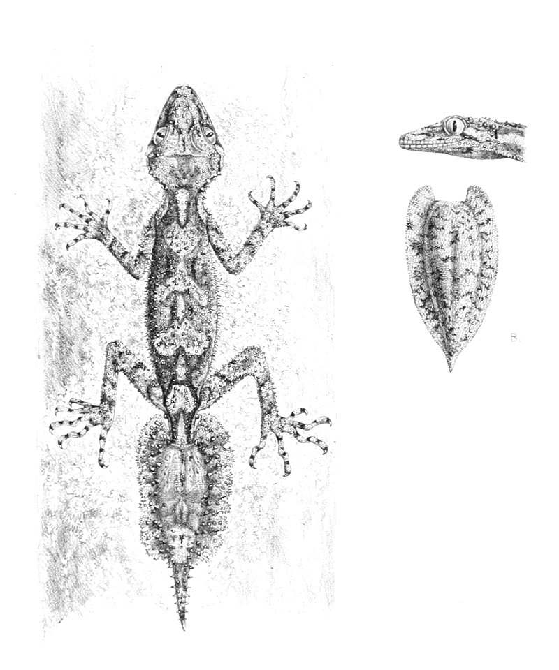 Saltuarius cornutus 1897