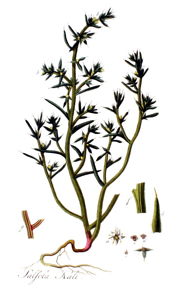 Salsola kali — Flora Batava — Volume v2