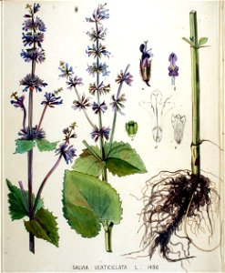 Salvia verticillata — Flora Batava — Volume v19